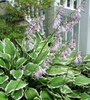 Hosta spp.