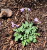 Hosta 'Blue Mouse Ears'