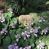 Hosta 'Blue Mouse Ears'
