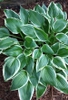 Hosta
