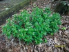 habit, spring, Iredell County, NC