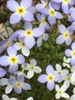 Houstonia caerulea