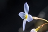 Houstonia caerulea