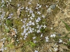 Houstonia caerulea