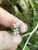 Small, trumpet-like, 4-lobed, pale purple flowers