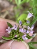 Small, trumpet-like, 4-lobed, pale purple flowers