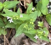 Small, trumpet-like, 4-lobed, pale purple flowers