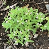 low groundcover with pale purple trumpet-like flowers.