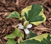 Tiny flowers form on a green spike surrounded by 4 white bracts