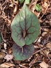Heart shaped leaf - March 6 - Wake Co., NC