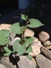 Houttuynia cordata