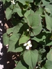 Houttuynia cordata