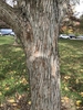 Brown fissured bark