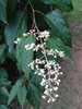 Hovenia dulcis