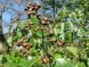 Brownish fruits and green leaves