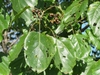 Green oval leaves