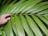 Howea forsteriana	