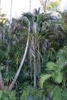 Palm with recurved pinnate leave.
