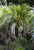 Single stemmed, pinnate-leaved palm