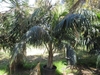 Potted nursery stock of a pinnate-leaved palm