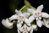 Umbels of white, waxy star-shaped flowers.