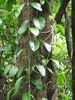 Climber with ovate leaves scaling a tree trunk