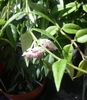 Vine with lanceolate leaves and umbels of white & pink flowers.