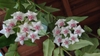 Vine with lanceolate leaves and umbels of white & pink flowers.