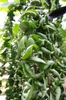Vining plant in a hanging basket with contorted foliage.