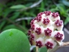 Umbles of white and red flowers.