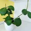 Potted vining plant with heart-shaped leaves.