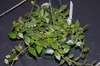 Hanging basket with a trailing plant with opposite leaves.