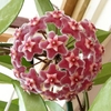 Umbel of dark pink, fuzzy flowers.