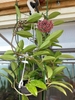 Vining plant in a hanging basket with an umbel of pink flowers.