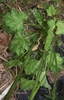 Rosette of leaves, with emerging flower buds and stalk