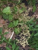 Top view from above the flower stalks & scalloped leaves
