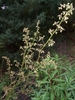 Tall flower stalks with small, non-showy flowers.