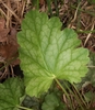 Closeup showing scalloped margins & paler interveinal areas