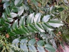 Leaf closeup