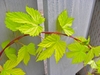 Lime-green, lobed leaves.