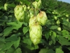 Clusters of cone-like female infructescences