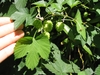 3-lobed leaves and fruits