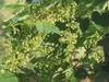Airy inflorescences of small, green, male flowers