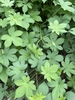 Foliage, showing 5- to 7-lobed leaves.