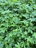 Foliage, showing 5- to 7-lobed leaves.