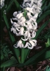 Hyacinthus orientalis