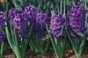 Hyacinthus orientalis