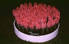Hyacinthus orientalis