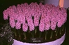 Hyacinthus orientalis