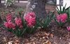 Hyacinthus orientalis